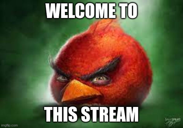 Realistic Red Angry Birds | WELCOME TO; THIS STREAM | image tagged in realistic red angry birds | made w/ Imgflip meme maker
