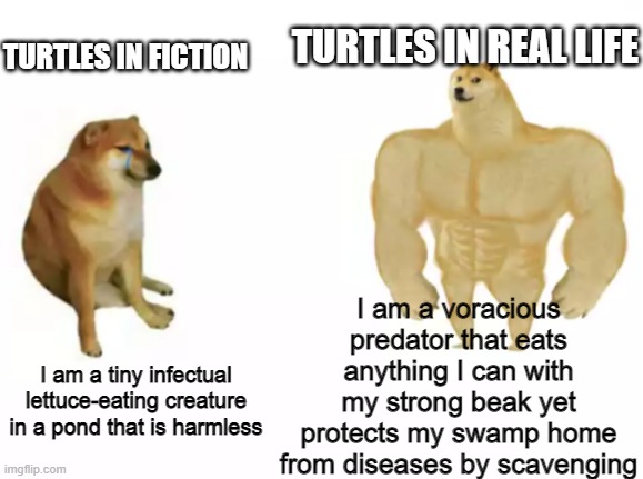 I like turtles | TURTLES IN REAL LIFE; TURTLES IN FICTION; I am a voracious predator that eats anything I can with my strong beak yet protects my swamp home from diseases by scavenging; I am a tiny infectual lettuce-eating creature in a pond that is harmless | image tagged in buff doge vs cheems reversed,memes,turtles,zoology memes,animals,funny memes | made w/ Imgflip meme maker