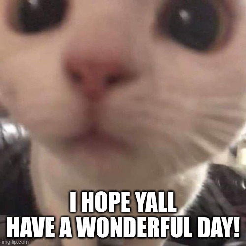 ...This is what I look like | I HOPE YALL HAVE A WONDERFUL DAY! | image tagged in cute cats | made w/ Imgflip meme maker