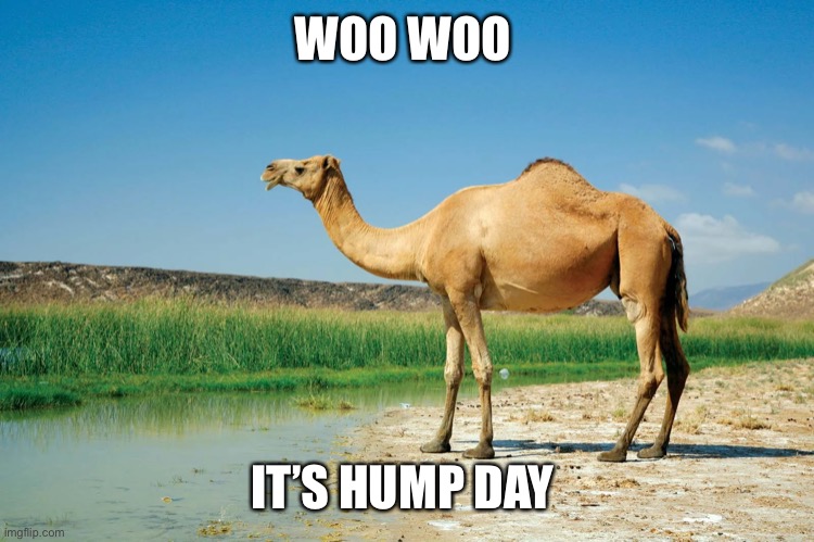 Woo hoo it’s Hump day | WOO WOO; IT’S HUMP DAY | image tagged in camel,hump day camel | made w/ Imgflip meme maker