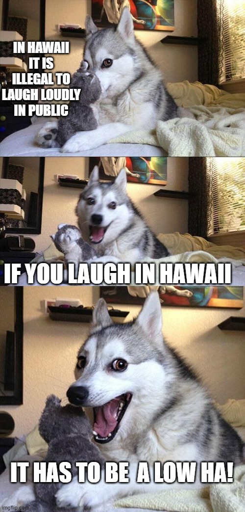 aloha | IN HAWAII IT IS ILLEGAL TO LAUGH LOUDLY IN PUBLIC; IF YOU LAUGH IN HAWAII; IT HAS TO BE  A LOW HA! | image tagged in memes,bad pun dog | made w/ Imgflip meme maker