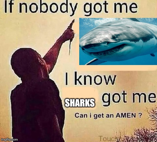 If nobody got me blank | SHARKS | image tagged in if nobody got me blank | made w/ Imgflip meme maker