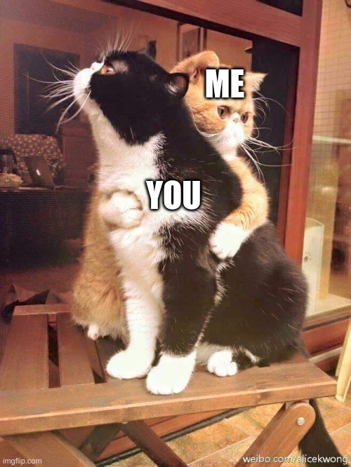 cats hugging | ME; YOU | image tagged in cats hugging | made w/ Imgflip meme maker