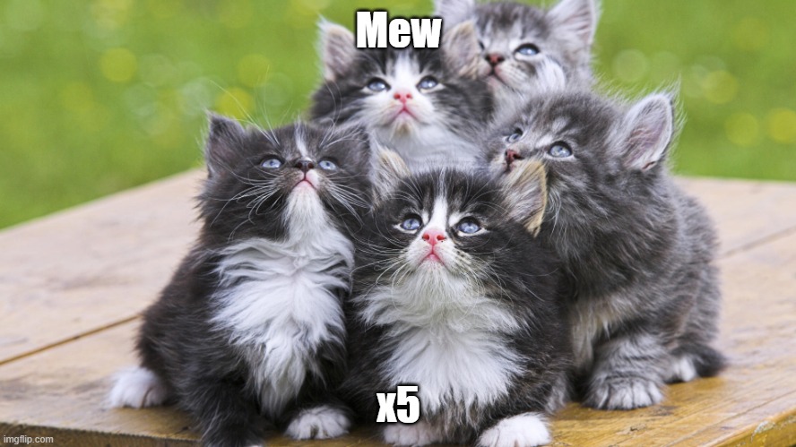 Mew x5 | Mew; x5 | image tagged in kittens looking up,mew x5,cats,kittens | made w/ Imgflip meme maker