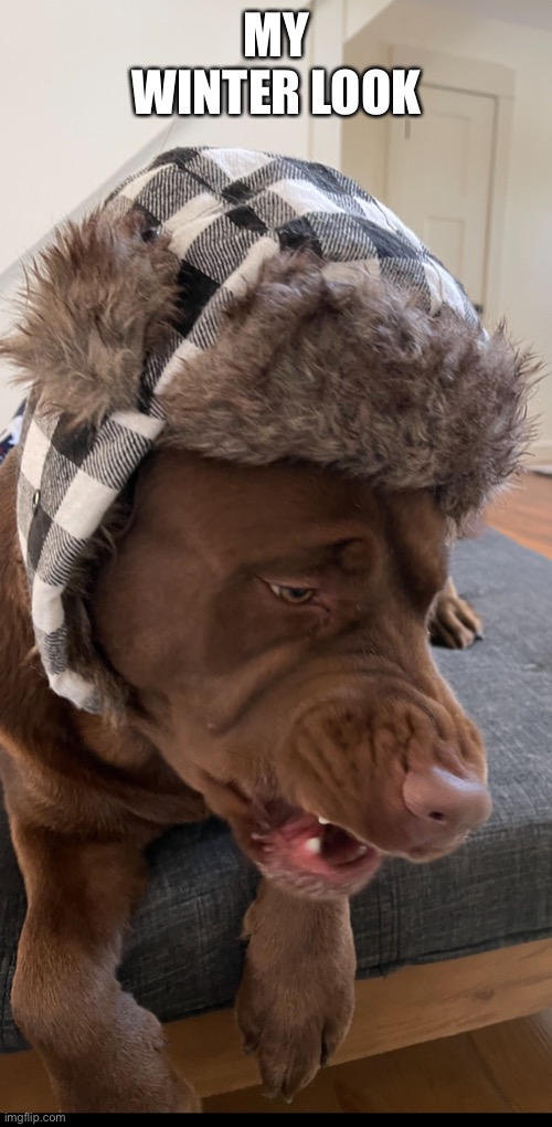 Dog Outfit | MY WINTER LOOK | image tagged in winter is here | made w/ Imgflip meme maker