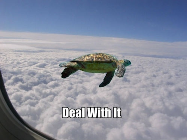 image tagged in funny,turtles