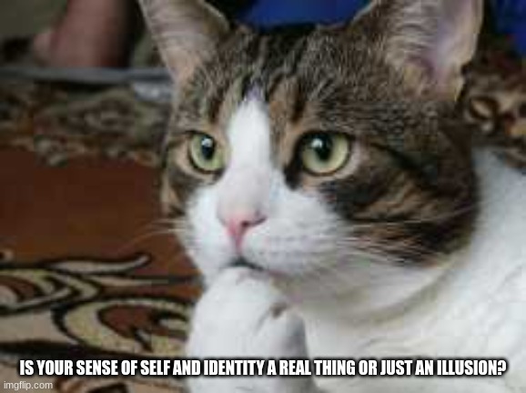 Ponder cat | IS YOUR SENSE OF SELF AND IDENTITY A REAL THING OR JUST AN ILLUSION? | image tagged in ponder cat | made w/ Imgflip meme maker