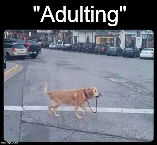 Explained In One Pic | "Adulting" | image tagged in fun,in a nutshell,dog,adulting,lol,imgflip humor | made w/ Imgflip meme maker