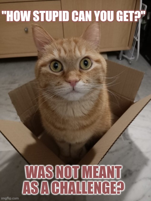 This #lolcat wonders why people think 'How stupid can you get?' is a challenge | "HOW STUPID CAN YOU GET?"; WAS NOT MEANT AS A CHALLENGE? | image tagged in lolcat,think about it,special kind of stupid,stupid people,stupid | made w/ Imgflip meme maker