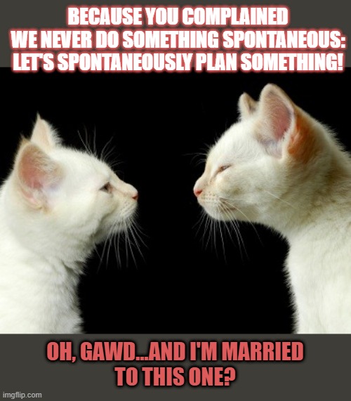 This #lolcat wonders if it's possible to plan something spontaneous | BECAUSE YOU COMPLAINED
WE NEVER DO SOMETHING SPONTANEOUS:
LET'S SPONTANEOUSLY PLAN SOMETHING! OH, GAWD...AND I'M MARRIED
TO THIS ONE? | image tagged in lolcat,spontaneous,think about it,impossible,contradiction | made w/ Imgflip meme maker