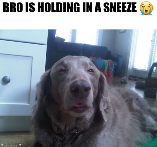 High dog | BRO IS HOLDING IN A SNEEZE 😭 | image tagged in memes,high dog | made w/ Imgflip meme maker