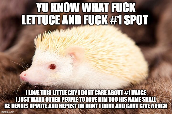 FUCK AND FUCK LETTUCE BUT LOVE DENNIS Imgflip