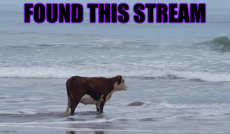 Cow gazing at ocean | FOUND THIS STREAM | image tagged in cow gazing at ocean | made w/ Imgflip meme maker