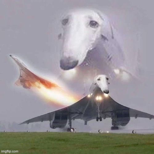 Long face dogs squad rise up! | image tagged in dogs,memes,funny,airplane,aviation,random | made w/ Imgflip meme maker