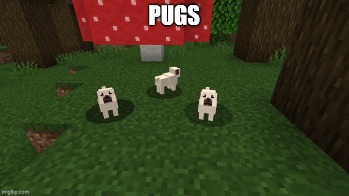 pog pugs (idk lol) | PUGS | image tagged in cute,minecraft,dog,idk,why are you reading the tags | made w/ Imgflip meme maker