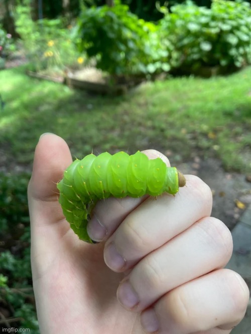 Forbidden gummy worm (lunar moth grub) | made w/ Imgflip meme maker