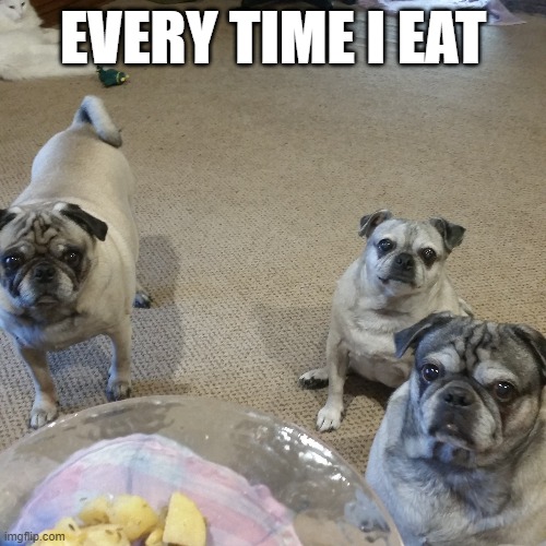EVERY TIME I EAT | image tagged in dogs,pugs | made w/ Imgflip meme maker