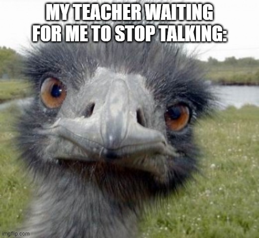 Just stop | MY TEACHER WAITING FOR ME TO STOP TALKING: | image tagged in ostrich,stop,meme | made w/ Imgflip meme maker