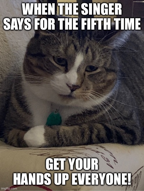 Rock Concert Woes | WHEN THE SINGER SAYS FOR THE FIFTH TIME; GET YOUR HANDS UP EVERYONE! | image tagged in cats,concerts,singers | made w/ Imgflip meme maker