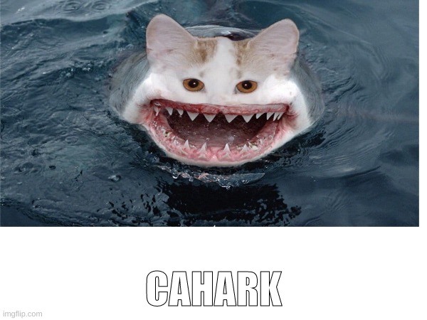 its a cat, in water | CAHARK | made w/ Imgflip meme maker