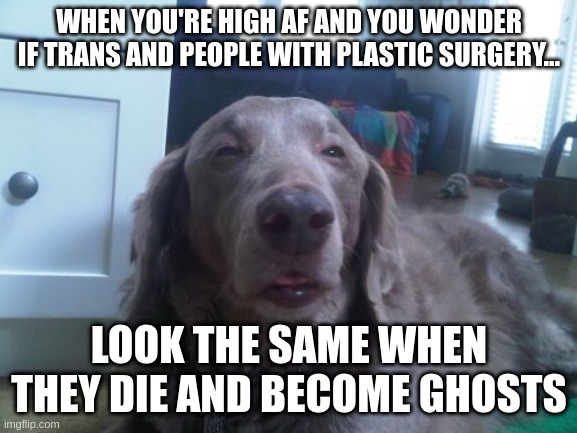High Dog | WHEN YOU'RE HIGH AF AND YOU WONDER IF TRANS AND PEOPLE WITH PLASTIC SURGERY... LOOK THE SAME WHEN THEY DIE AND BECOME GHOSTS | image tagged in memes,high dog,memes | made w/ Imgflip meme maker