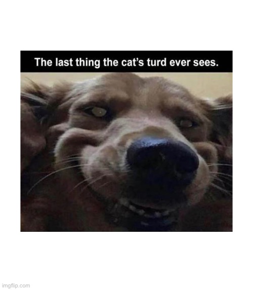 Why tho | image tagged in dogs,cocaine,memes,funny,funny dogs | made w/ Imgflip meme maker