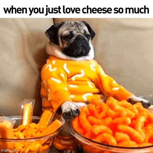 When you just love cheese so much | image tagged in dogs,repost,cheese,love,memes,funny | made w/ Imgflip meme maker