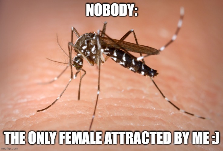mosquito  | NOBODY:; THE ONLY FEMALE ATTRACTED BY ME :) | image tagged in mosquito | made w/ Imgflip meme maker
