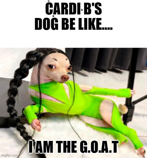 Slayy queen | CARDI B'S DOG BE LIKE.... I AM THE G.O.A.T | image tagged in cardi b,dogs,chihuahua,funny chihuahua | made w/ Imgflip meme maker