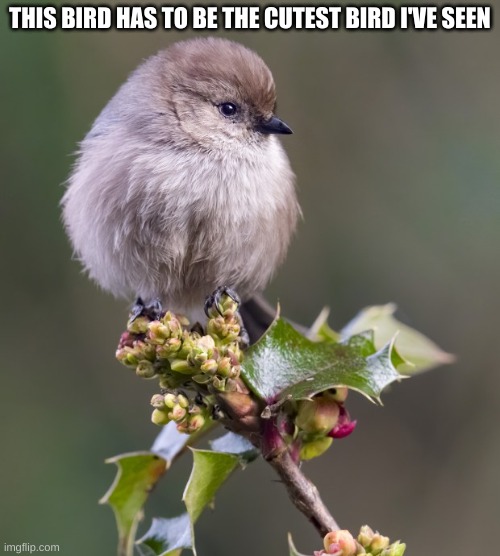Its called a Bushtit | THIS BIRD HAS TO BE THE CUTEST BIRD I'VE SEEN | image tagged in birds,cute | made w/ Imgflip meme maker