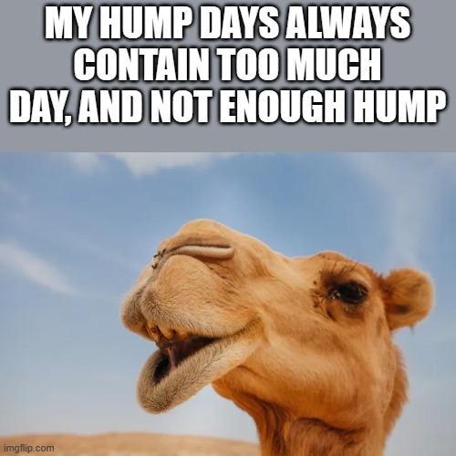 Hump Day Meme | MY HUMP DAYS ALWAYS CONTAIN TOO MUCH DAY, AND NOT ENOUGH HUMP | image tagged in hump day,hump,hump day camel,camel,funny,memes | made w/ Imgflip meme maker