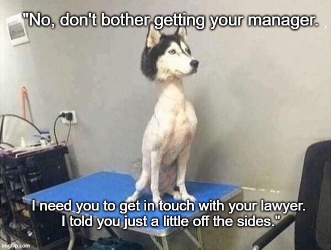 Little Off the Top | "No, don't bother getting your manager. I need you to get in touch with your lawyer. 
I told you just a little off the sides." | image tagged in dog groomer edibles finally kicks in,dog memes,memes,funny memes,funny dog memes | made w/ Imgflip meme maker