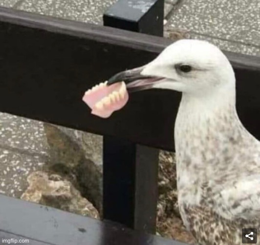 Some birds do have teeth | made w/ Imgflip meme maker