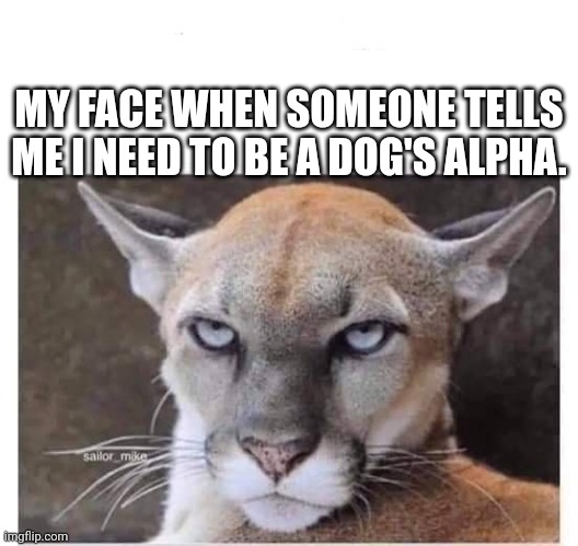 Dog Trainer Problems | MY FACE WHEN SOMEONE TELLS ME I NEED TO BE A DOG'S ALPHA. | image tagged in dogs,groom,humor,resting bitch face | made w/ Imgflip meme maker
