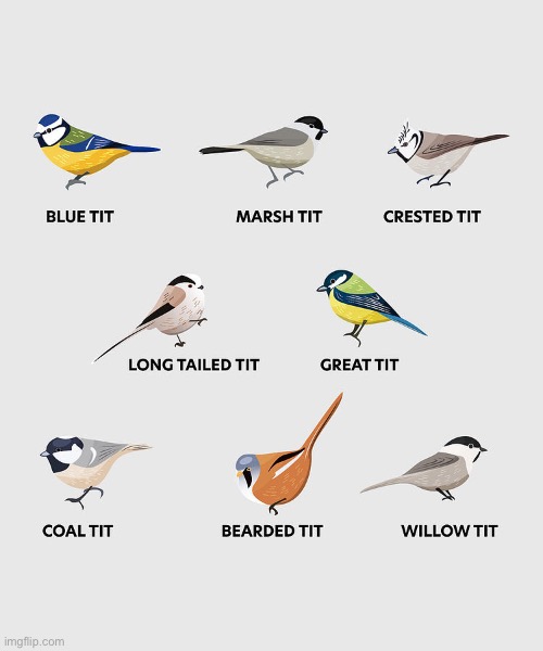 Don’t you guys love tits? | image tagged in birds | made w/ Imgflip meme maker