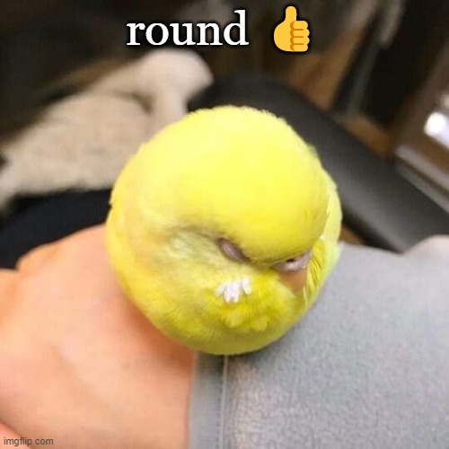Tennis ball birb | round 👍 | image tagged in tennis ball birb | made w/ Imgflip meme maker