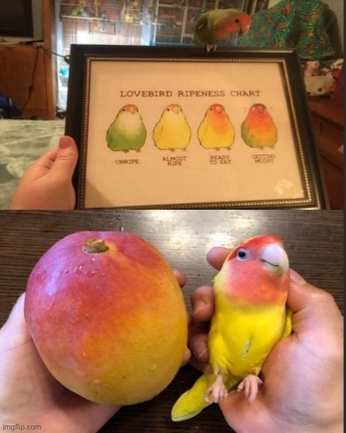 LMAO | image tagged in birb | made w/ Imgflip meme maker