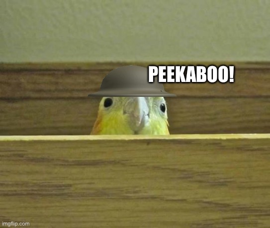 The Birb | PEEKABOO! | image tagged in the birb | made w/ Imgflip meme maker