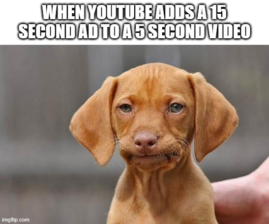 I mean...I know you're trying to make money...BUT WHY IS IT LONGER THAN THE ACTUAL VIDEO?! | WHEN YOUTUBE ADDS A 15 SECOND AD TO A 5 SECOND VIDEO | image tagged in dissapointed puppy | made w/ Imgflip meme maker