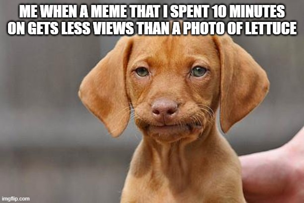 why would i smile or upvote an image of lettuce | ME WHEN A MEME THAT I SPENT 10 MINUTES ON GETS LESS VIEWS THAN A PHOTO OF LETTUCE | image tagged in dissapointed puppy | made w/ Imgflip meme maker