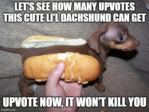 upvote | LET'S SEE HOW MANY UPVOTES THIS CUTE LI'L DACHSHUND CAN GET; UPVOTE NOW, IT WON'T KILL YOU | image tagged in funny,memes,dogs,dachshunds,hot dog,bruh | made w/ Imgflip meme maker