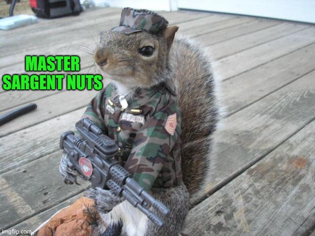 SARGENT NUTS | MASTER SARGENT NUTS | image tagged in army squirrel | made w/ Imgflip meme maker