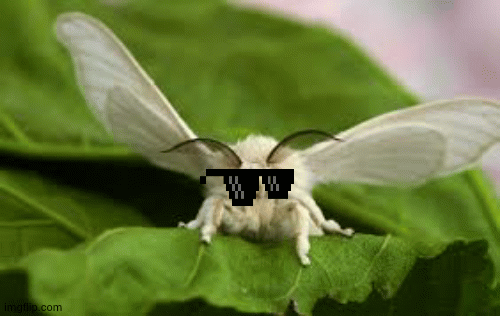 THAT ONE GIRL WHO LIKES SILK MOTHS' BACKGROUND | image tagged in gifs | made w/ Imgflip images-to-gif maker