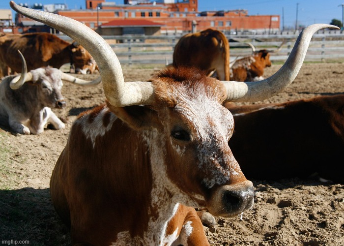 Texas longhorns (I did not take the picture, I got it from Wikimedia Commons) | image tagged in texas longhorns | made w/ Imgflip meme maker