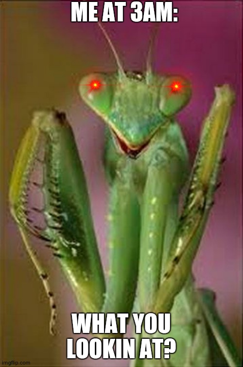 Praying Mantis Close Up | ME AT 3AM:; WHAT YOU LOOKIN AT? | image tagged in praying mantis close up,what you lookin at | made w/ Imgflip meme maker