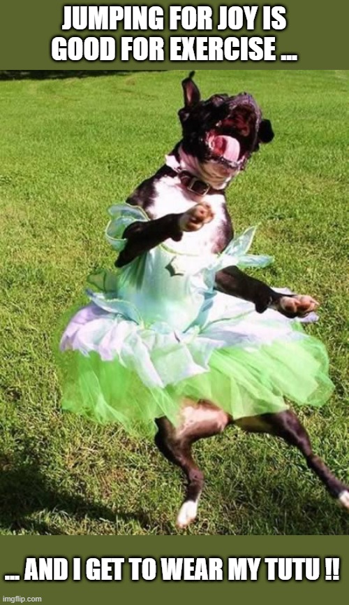 Jumping happy dog wearing tutu | JUMPING FOR JOY IS GOOD FOR EXERCISE ... ... AND I GET TO WEAR MY TUTU !! | image tagged in jump,happy dog,tutu | made w/ Imgflip meme maker