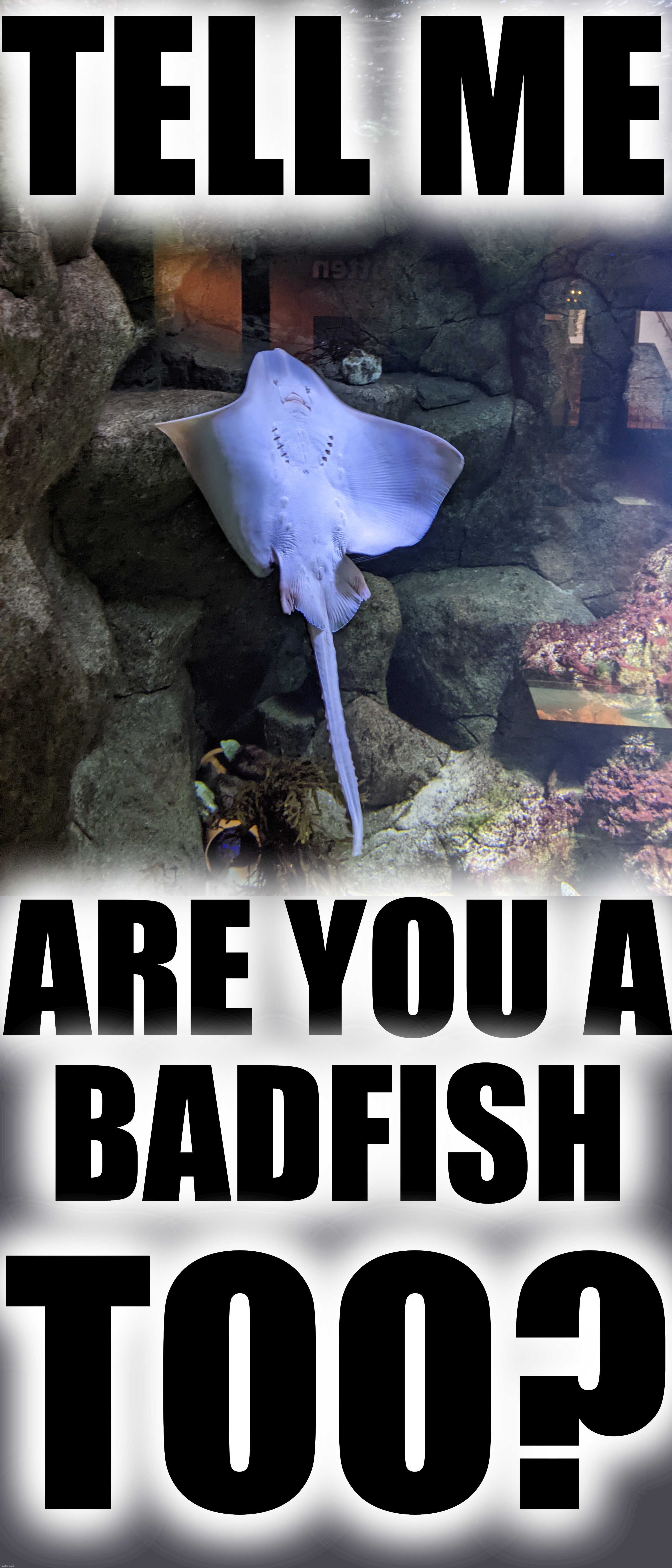TELL ME; ARE YOU A
BADFISH; TOO? | made w/ Imgflip meme maker
