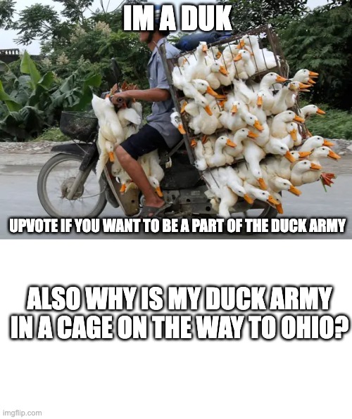 The duck army | IM A DUK; UPVOTE IF YOU WANT TO BE A PART OF THE DUCK ARMY; ALSO WHY IS MY DUCK ARMY IN A CAGE ON THE WAY TO OHIO? | image tagged in duck,army,rules | made w/ Imgflip meme maker