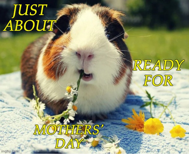 A special bouquet for a special day | JUST
ABOUT; READY
FOR; MOTHERS'
DAY | image tagged in guinea pig eating flowers,mothers day,flowers,rodent,cute,holidays | made w/ Imgflip meme maker