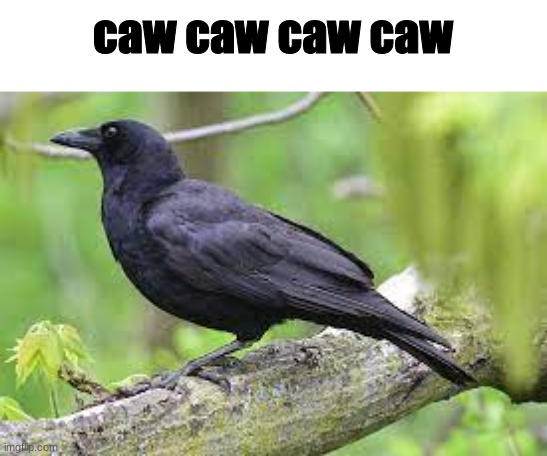 caw caw | caw caw caw caw | image tagged in caw,caw caw | made w/ Imgflip meme maker